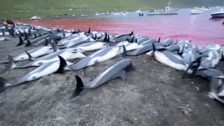 Faroe Islands Look Into Dolphin Killings After Record Slaughter