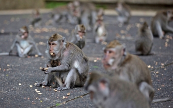 With No Tourist Handouts, Hungry Bali Monkeys Raid Homes