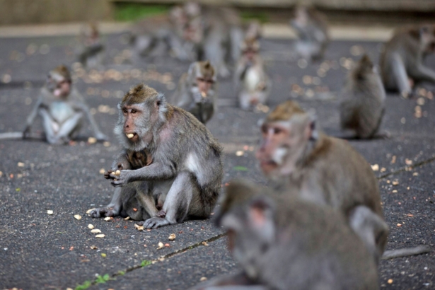 macaques-eat-peanuts