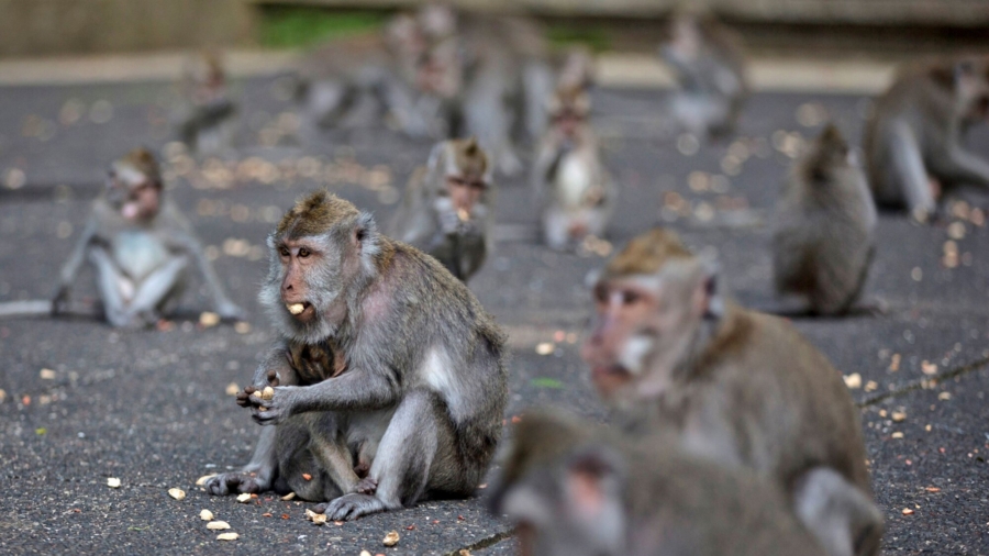 With No Tourist Handouts, Hungry Bali Monkeys Raid Homes