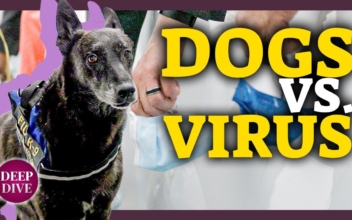 Deep Dive (September 17): Miami Airport First to Use Virus-Sniffing Dogs