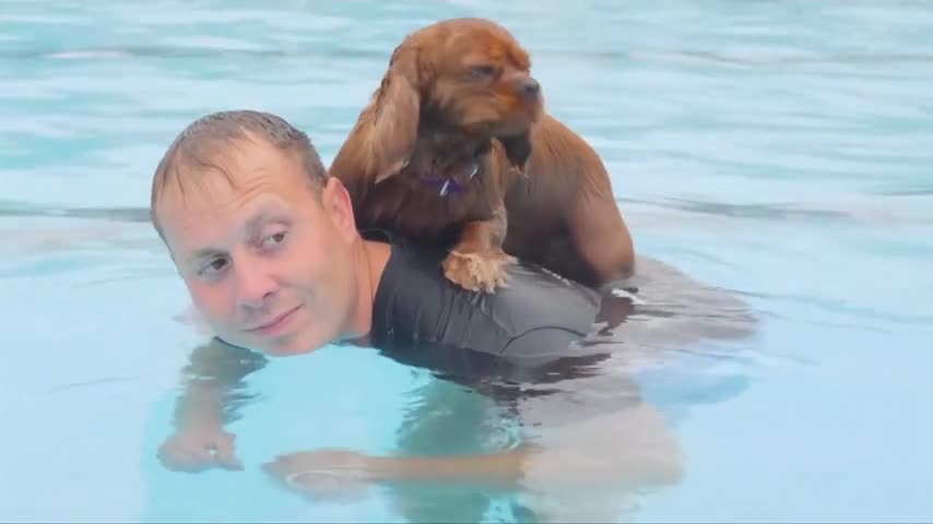 Special Dog Swim Session Marks End of Summer in England