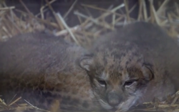 Surprise Birth of Two Lion Cubs in French Zoo