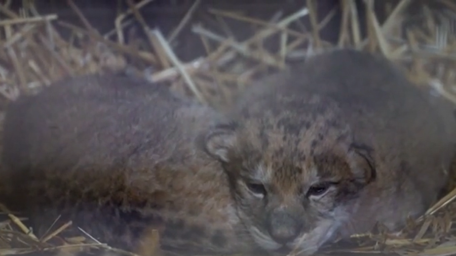 Surprise Birth of Two Lion Cubs in French Zoo