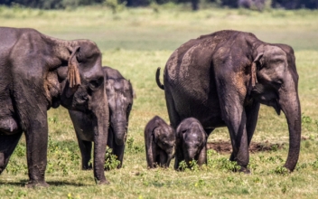 Twin Elephants Born in Sri Lanka in Rare Occurrence