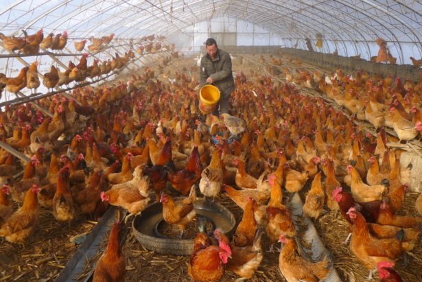 man provides water for chickens 