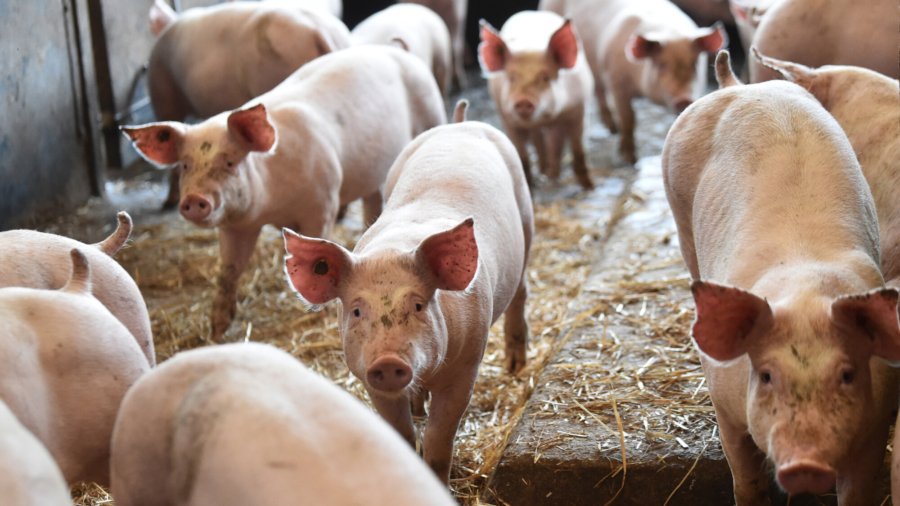 Animal Welfare Law Enforcement Partly Delayed