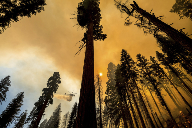A helicopter drops water on the Windy Fire burning in the Trail of 100 Giants grove of Sequoia National Forest, Calif., on Sept. 19, 2021. (AP Photo/Noah Berger)