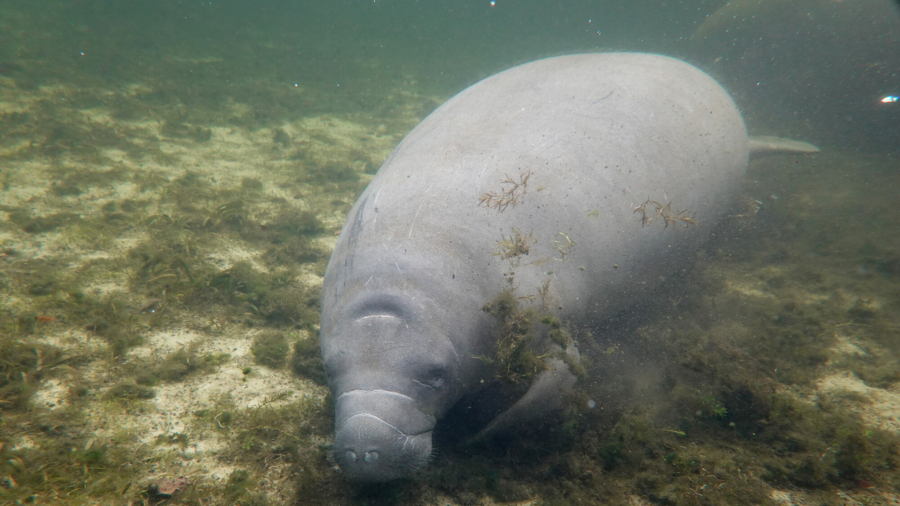 Pollution Causes Manatee Starvation