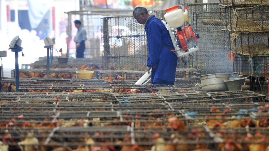 Bird Flu Variant Sparks Alarm in China