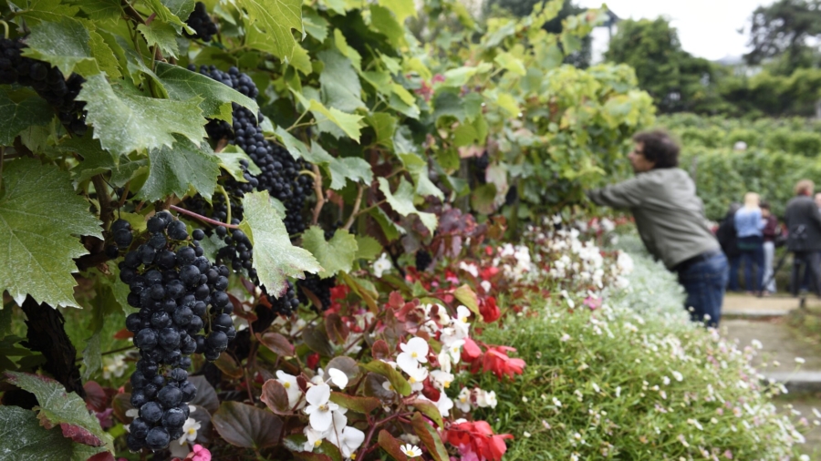 Paris Montmartre Grape Harvest Begins