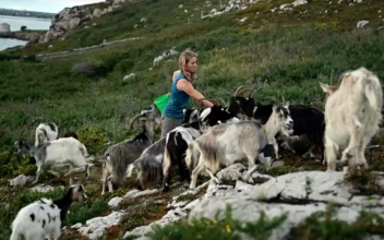 Grazing Goats Help Protect Against Wildfires