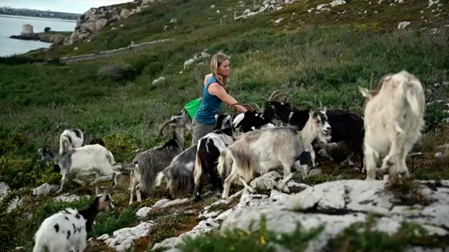 Grazing Goats Help Protect Against Wildfires