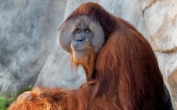 Endangered Orangutan in New Orleans Expecting Twins
