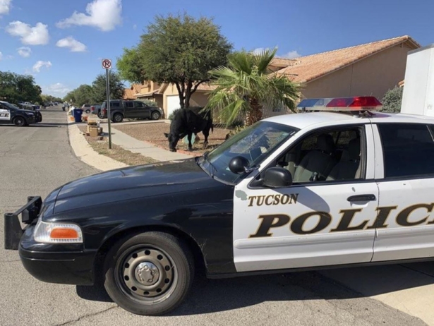 A bull grazes in a residential neighborhood, Tucson police officers blocked off the street with their SUVs until ranchers arrived two hours later to help corral the bull in Tucson, Ariz., on Oct. 19, 2021. (Tucson Police Department /AP Photo)