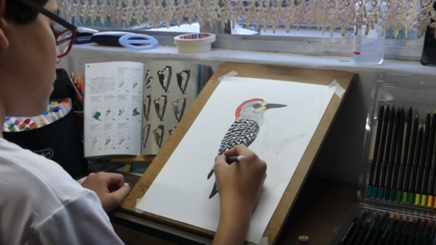 Teenager Illustrates, Photographs Bird Guide
