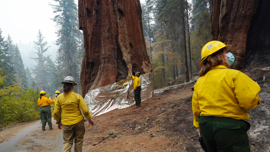 Firefighters Protect Giant Sequoia Trees