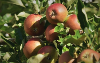 Volunteers Help Harvest to Reduce Apple Waste