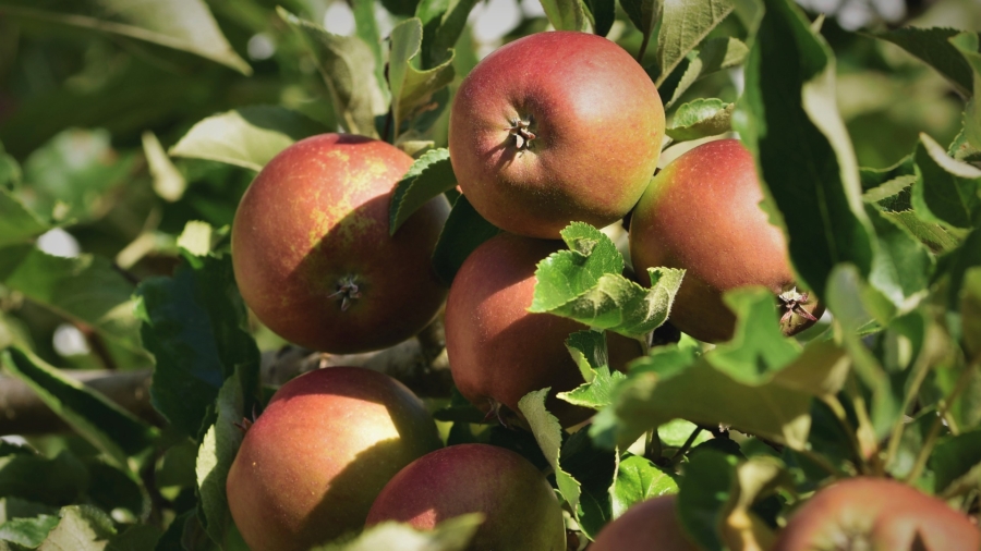 Volunteers Help Harvest to Reduce Apple Waste