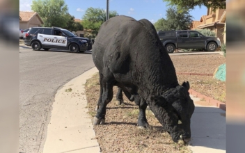 Arizona Police and Local Ranchers Help Catch a Roaming Bull