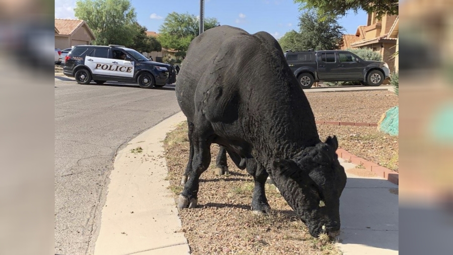 Arizona Police and Local Ranchers Help Catch a Roaming Bull