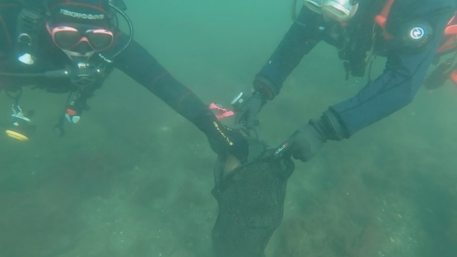 Divers Restore Seagrass Beds in Denmark