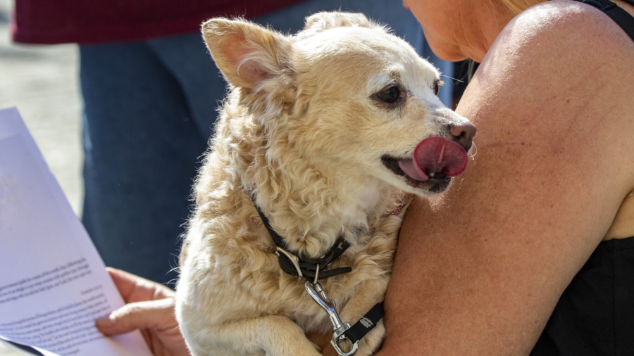 How to Protect Your Pets From EMF Radiation
