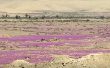 Flowers Bloom in Driest Desert on Earth