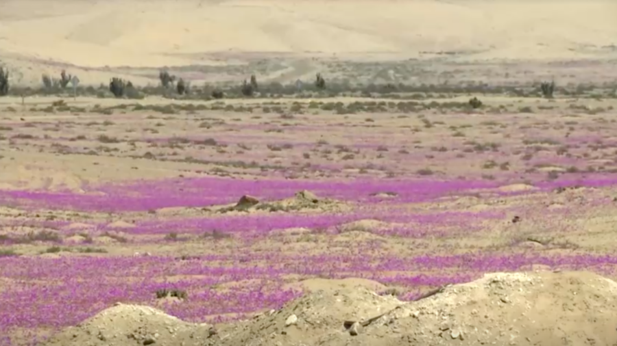 Flowers Bloom in Driest Desert on Earth