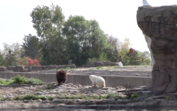 Grizzly and Polar Bear Cubs, Friends in Zoo