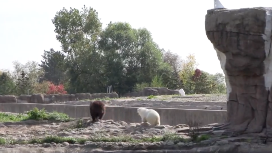 Grizzly and Polar Bear Cubs, Friends in Zoo