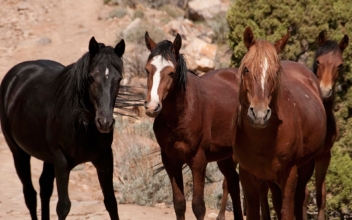 Wild Horses Still Roaming the Western US
