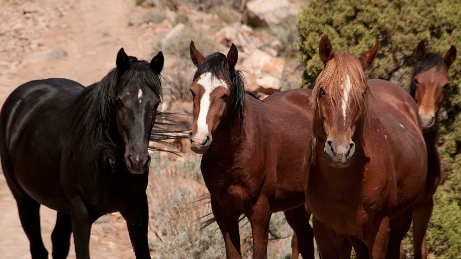 Wild Horses Still Roaming the Western US