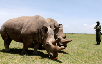 One of World’s Last Two Northern White Rhinos Dropped From Race to Save the Species