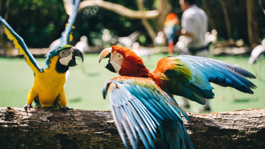 'Parrot Fever' Kills One in China