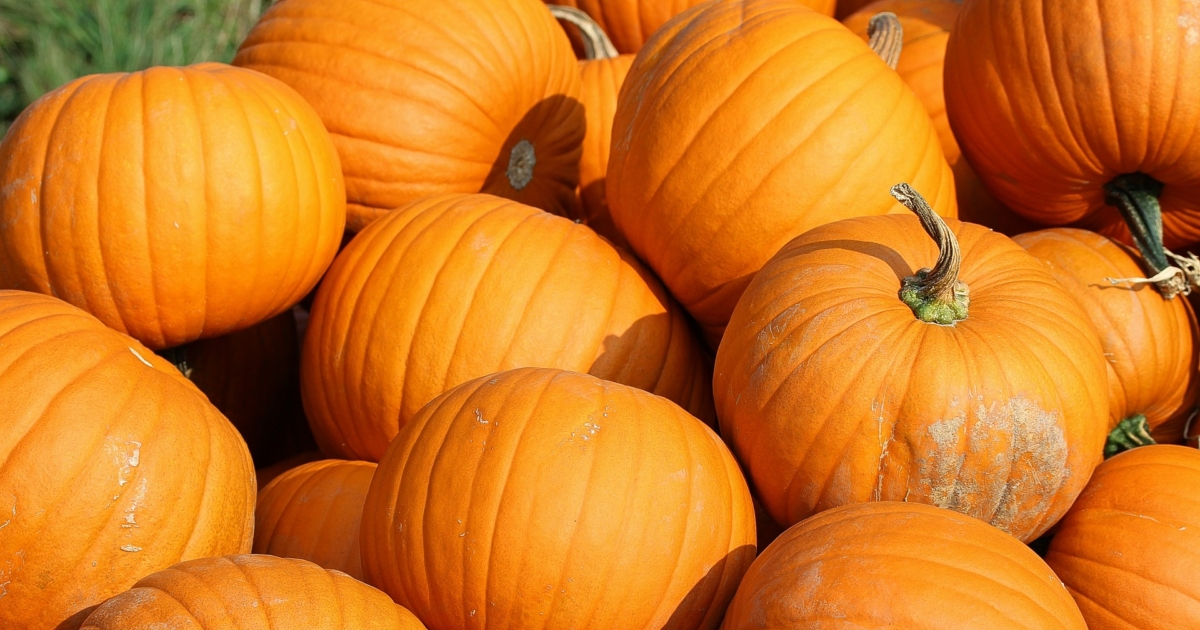 Pumpkin Shortage Coming? No Need to Panic NTD