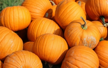 Pumpkin Shortage Coming? No Need to Panic