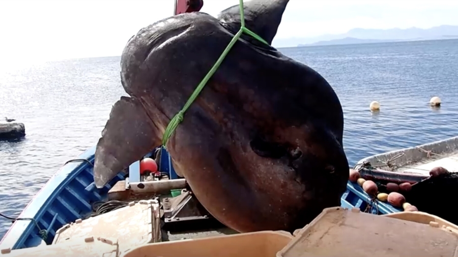 Sunfish Bigger Than a Human Caught in Spain