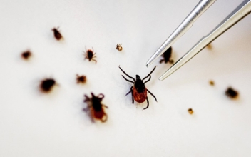 New Tick-Borne Virus Found in Japan
