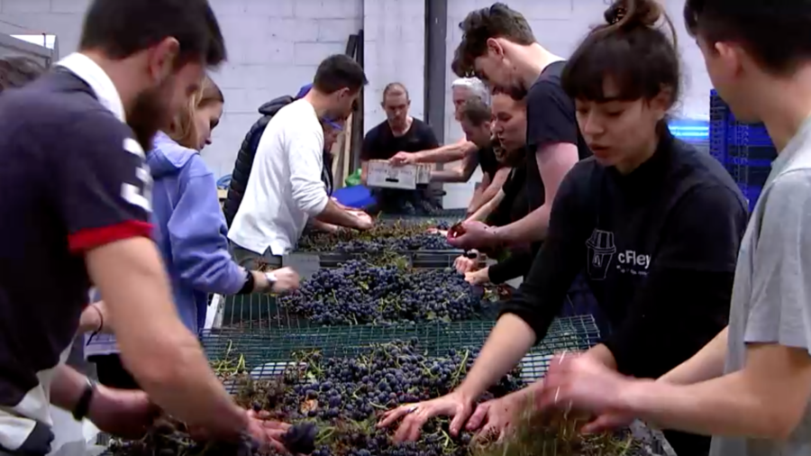 London Winery Engages Volunteers