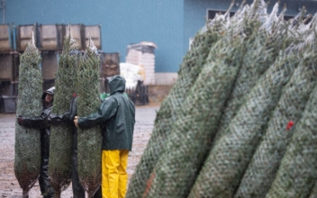 Climate, Supply Issues Hit Christmas Tree Market