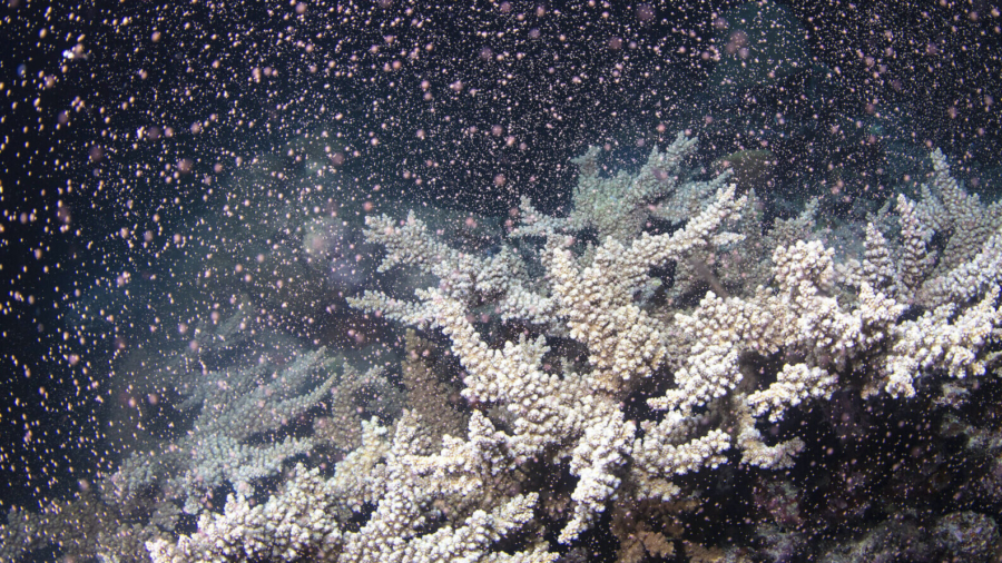 Australia’s Barrier Reef Erupts in Color as Corals Spawn