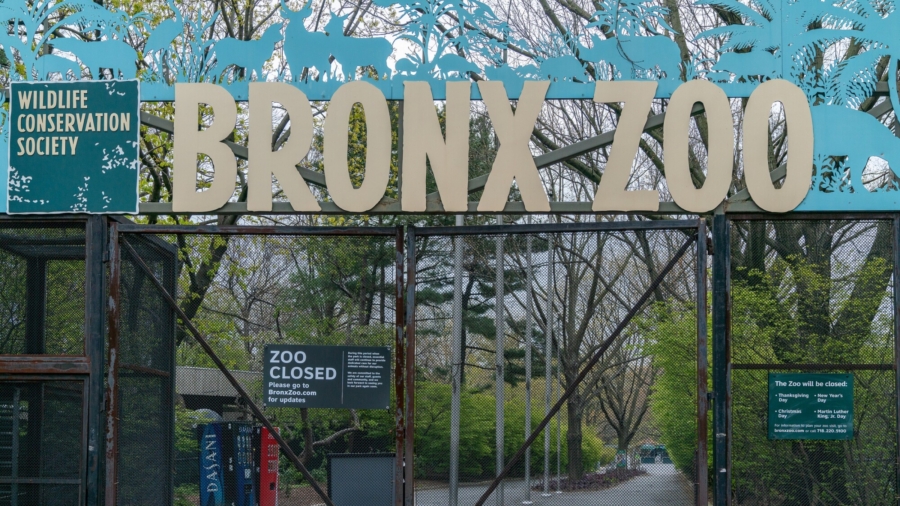 Woman Wanted for Trespassing Near Bronx Zoo Lion Exhibit
