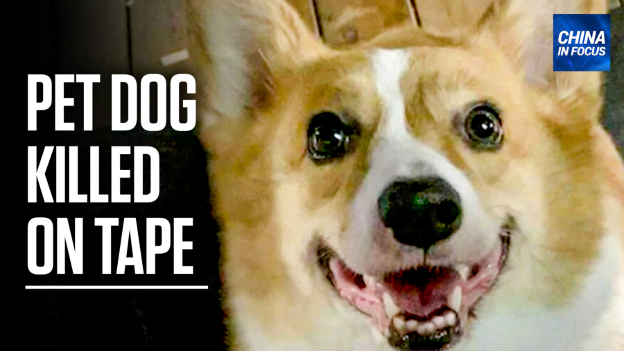 China: Outrage After Health Workers Kill Pet Dog