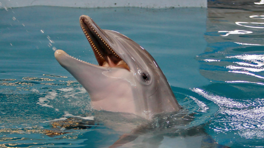 Beloved ‘Dolphin Tale’ Star Winter Dies at Florida Aquarium