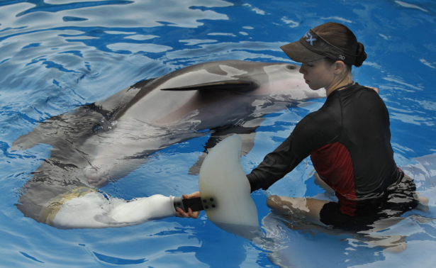 Clearwater Marine Aquarium senior marine mammal trainer Abby Stone works with Winter the dolphin in Clearwater, Fla., on Aug. 3, 2011. (Chris O'Meara/AP Photo)