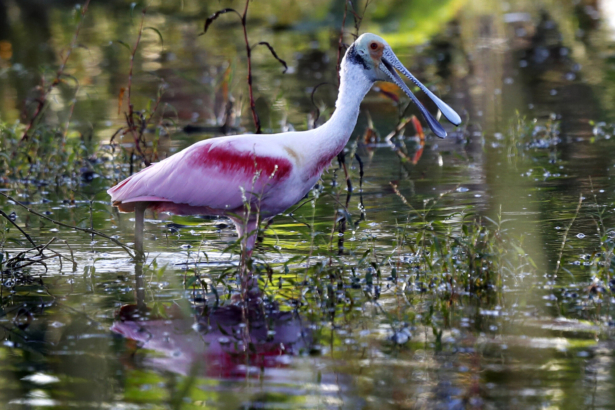 A roseate spoonbill searches for food in a shallow wetland near Fort Myers, Fla., on Oct. 29, 2019. (Robert F. Bukaty/AP Photo)