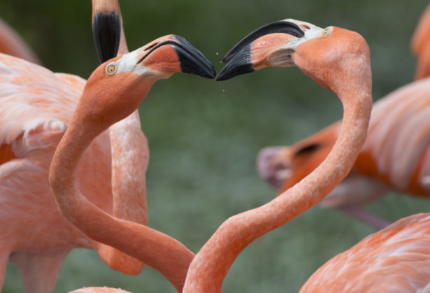 Two American flamingos tussle in their exhibit space at Zoo Miami in Miami, Fla., on July 15, 2016. (Wilfredo Lee/AP Photo)