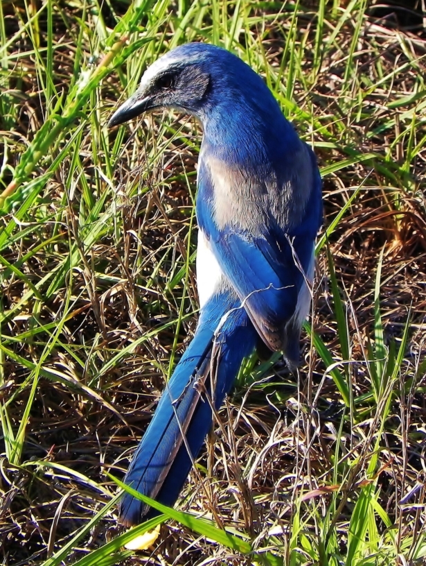 A Scrub Jay in Cape Coral, Fla., in a file photo. (Nancy Glickman via AP)