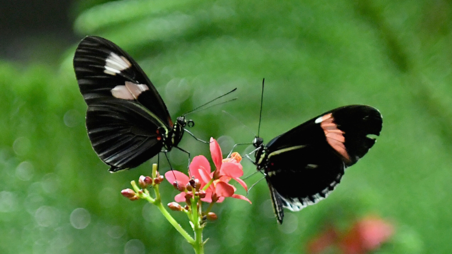 Butterfly Conservatory Returns to NYC's Museum of Natural History